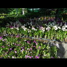 Ein Blumengeschäft